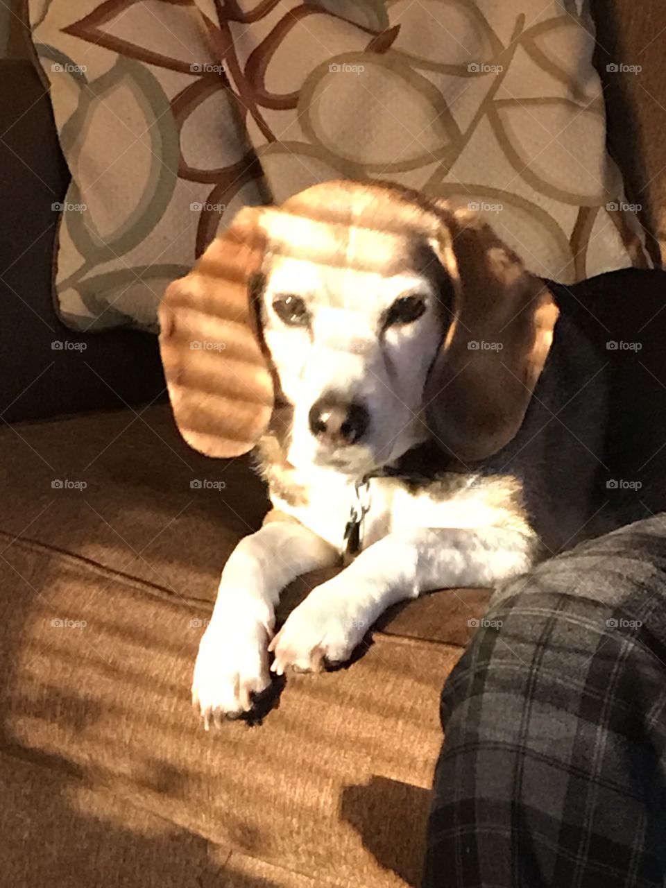 Cute old beagle in the sun