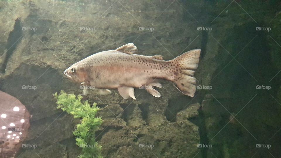 Fish, Underwater, Water, No Person, Nature
