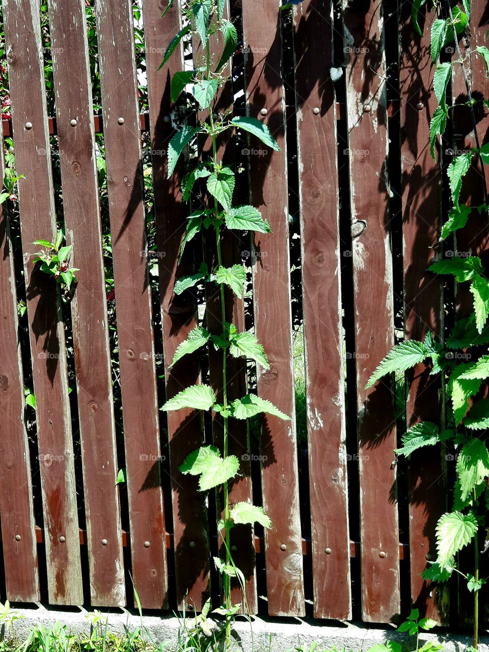 tall example of common nettle againdt woofen fence