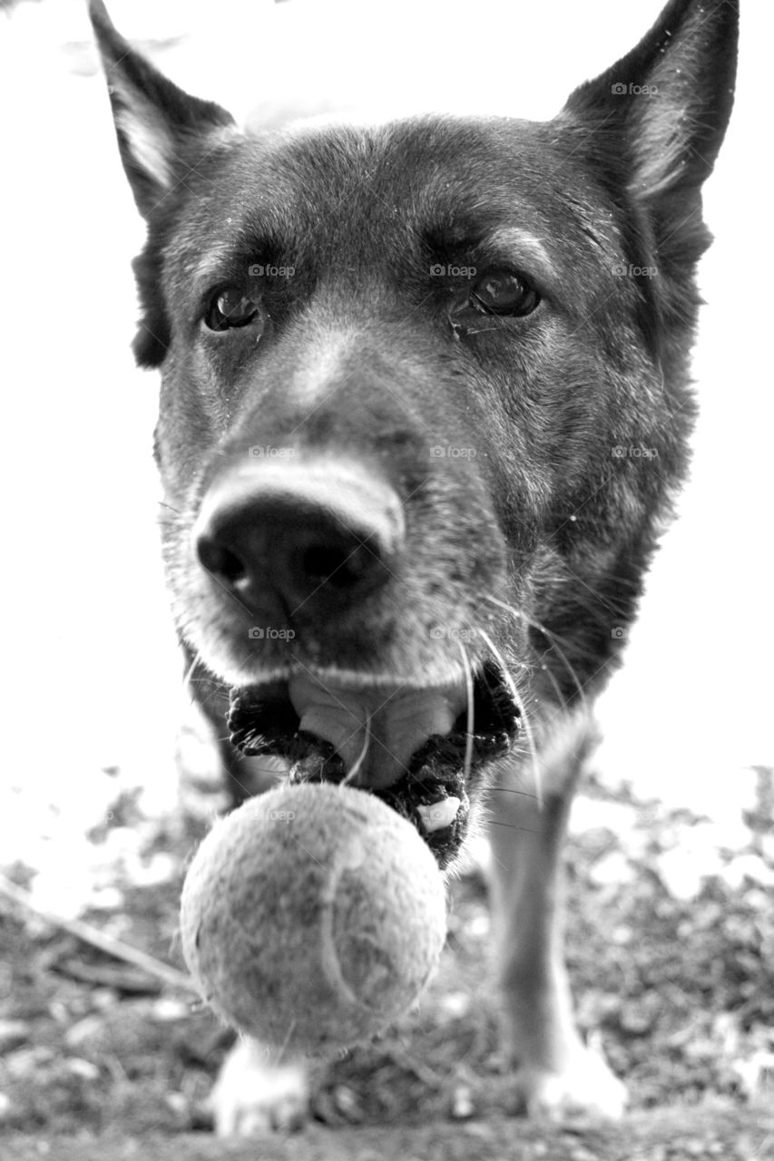 German shepherd with tennis ball