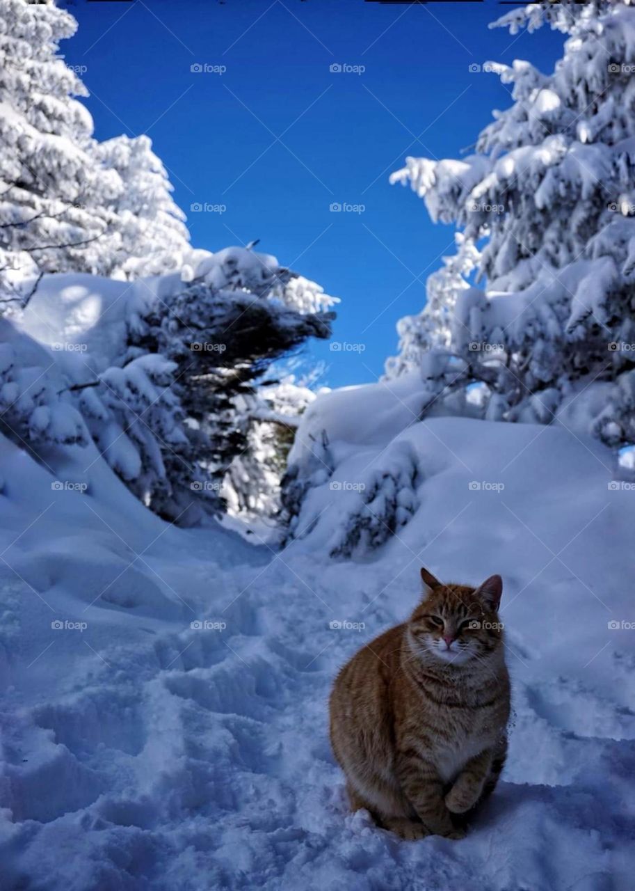 The cat at the snow