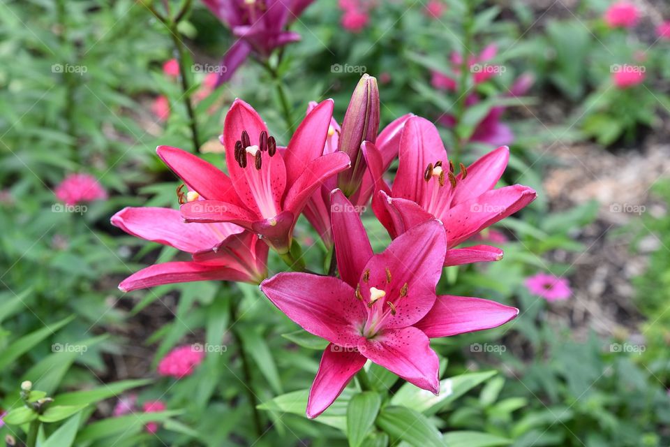 Pink flower at San Antonio Botanical Garden