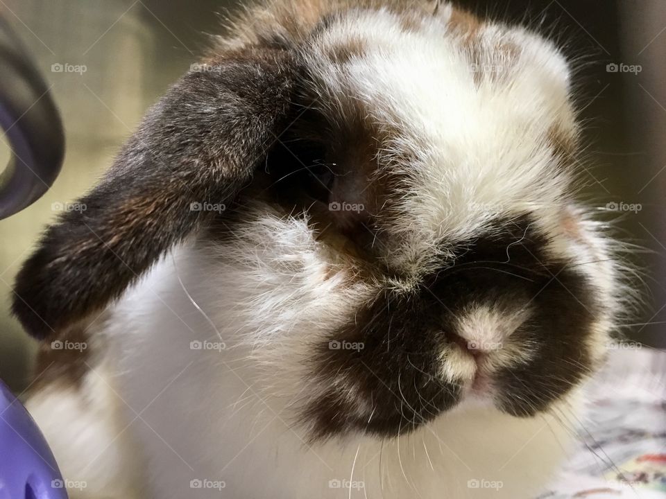 Rescued Bunny at the Shelter 