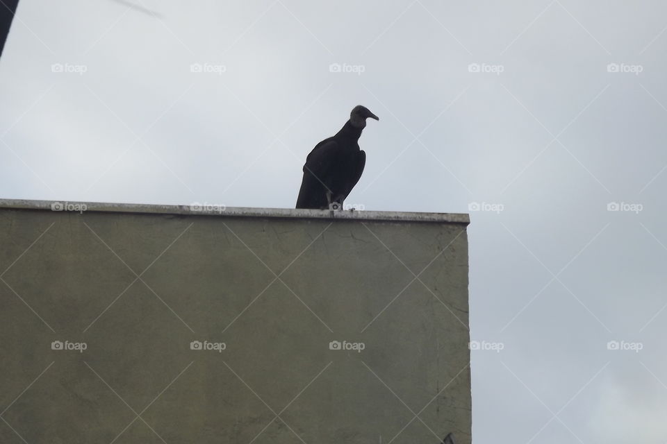 No Person, Bird, Daylight, Side View, Outdoors