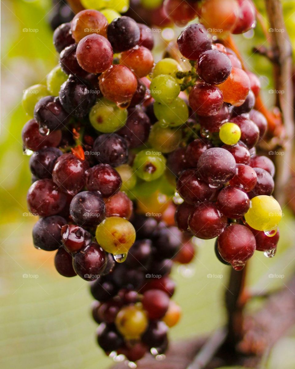 Grapes of the Finger Lakes. Grapes still on the vine dripping with rain drops.