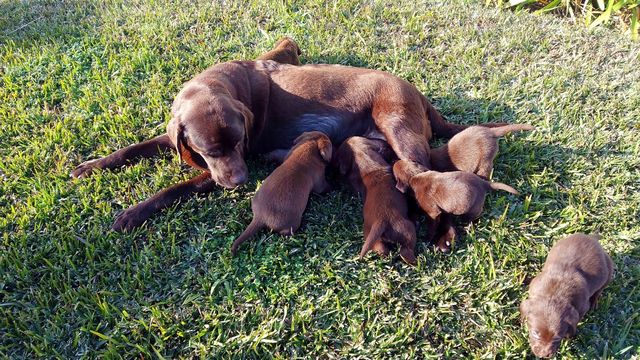 dogs. litle dogs