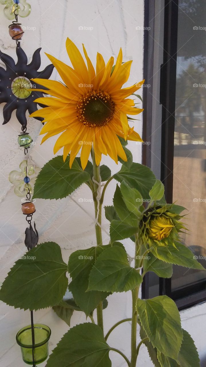 Sunflower, flower, plant, outdoors, fall, autumn, color, harvest