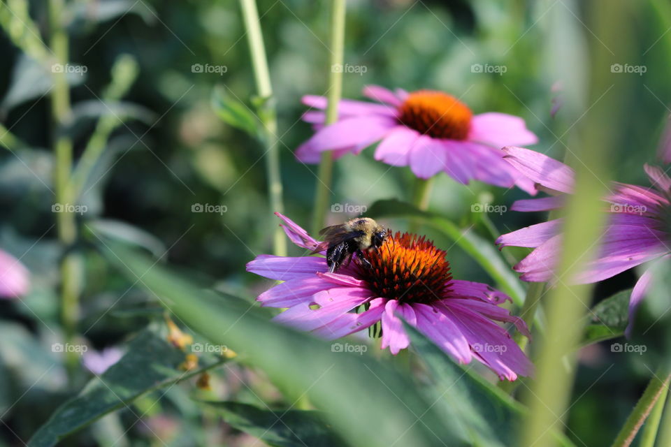 Bumble Bee on a Daisy