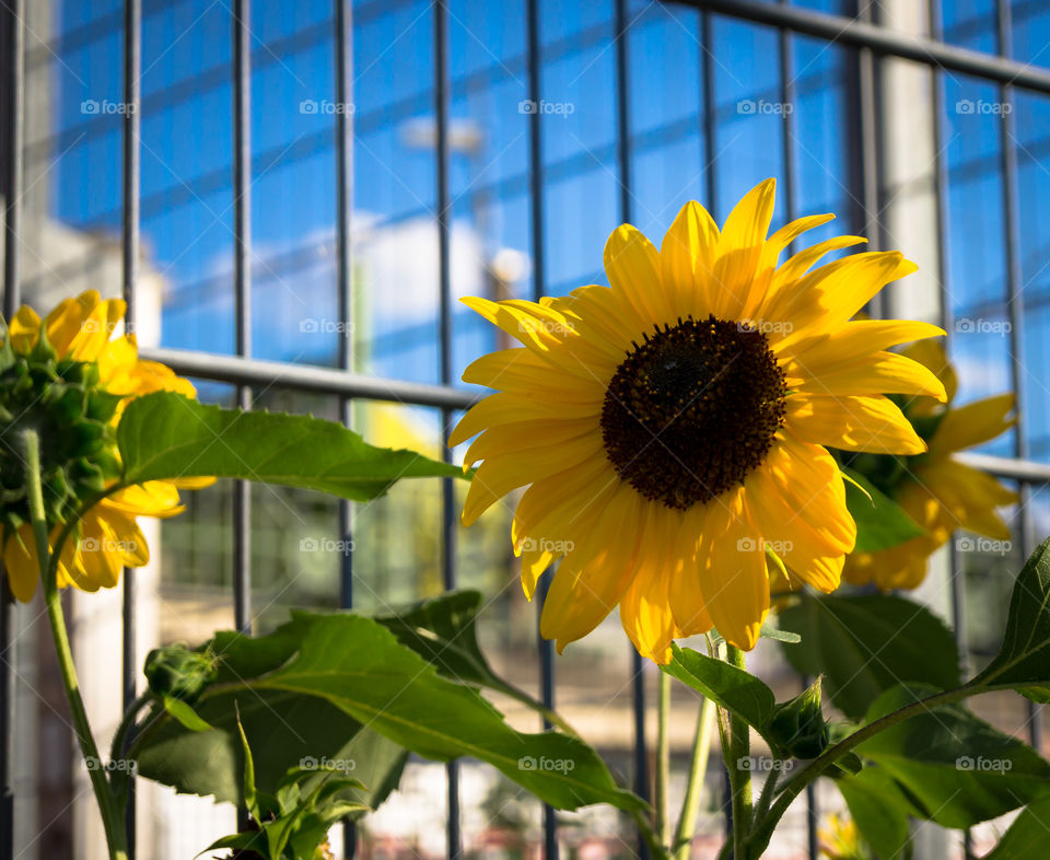 Sunflower. nflower in city