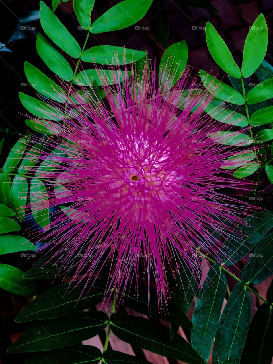 Purple spiked flower.