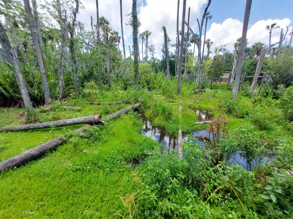 florida swamps