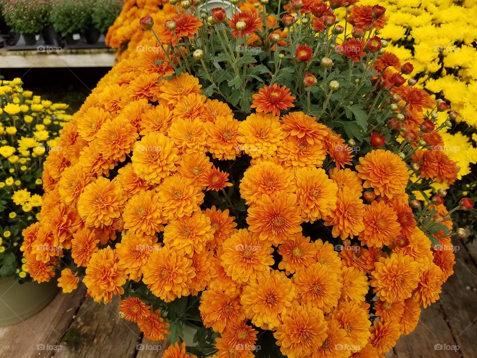 flowers in my backyard