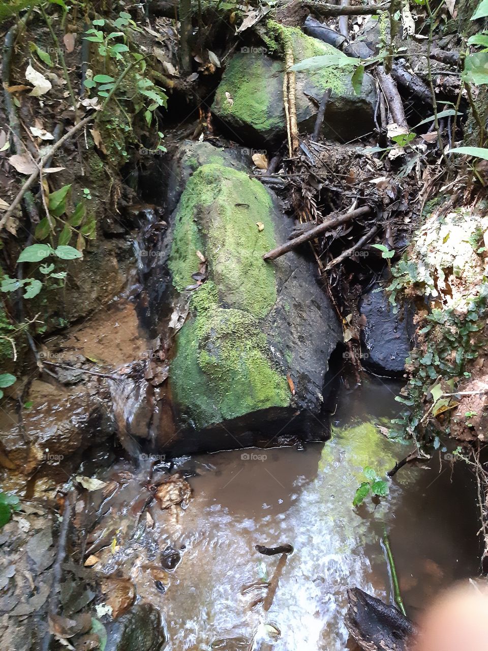 No detalhe há vida,poesia, transformação,  frescor, beleza, sensações...