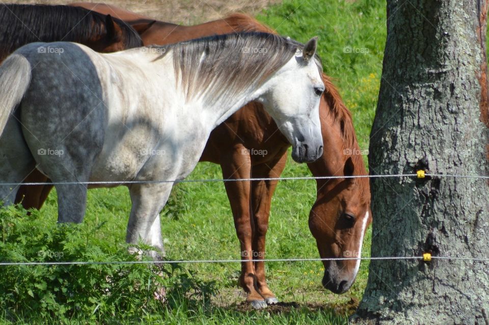 Majestic Horses 
