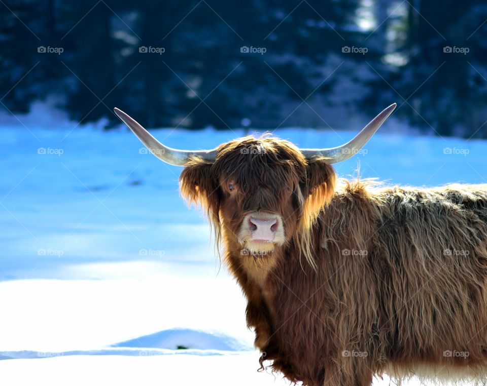 Scottish highland cattle in the snow