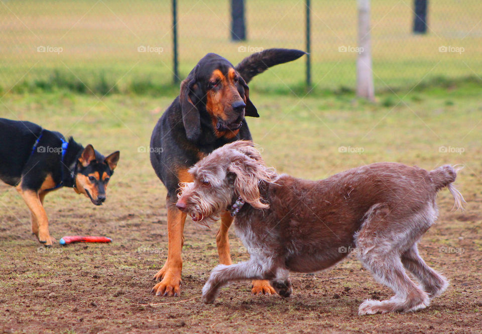 The dogs at the dog park were super energetic this week and all toys were fair game. They soon gave up on the toys because it was more fun chasing and socializing with the other dogs.