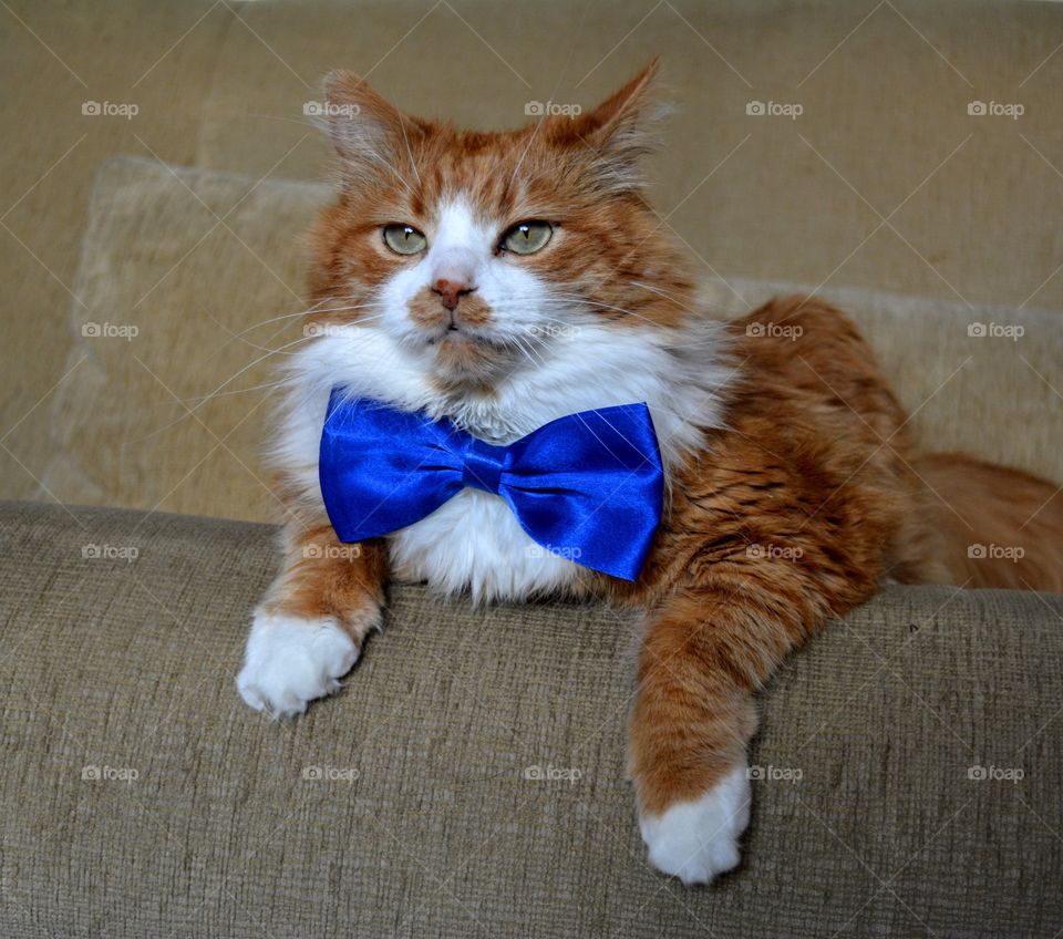 ginger cat pet funny portrait in blue bow tie