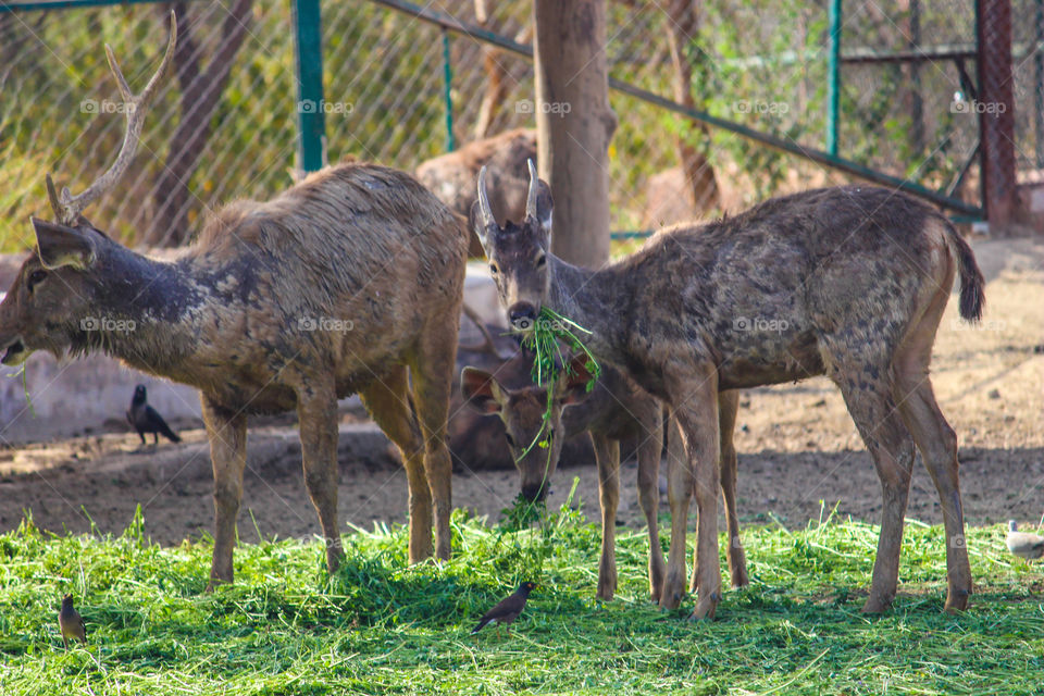 Deer is eating grass