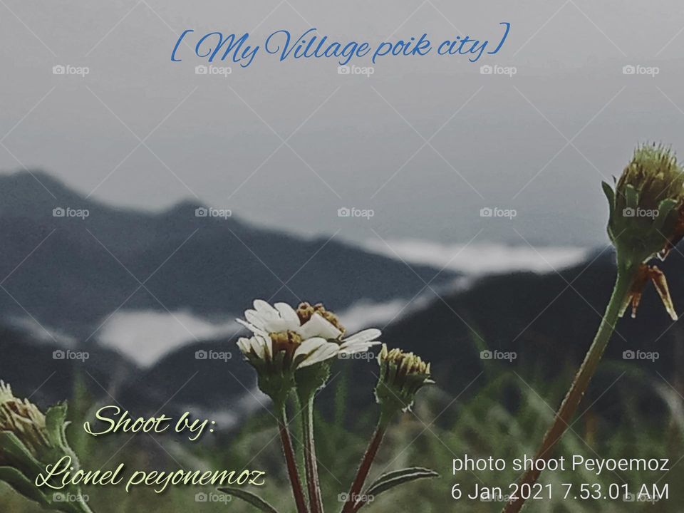 This flower is proven that this flower is superior in my area. And we really enjoy the atmosphere of the beauty of this flower.

￼