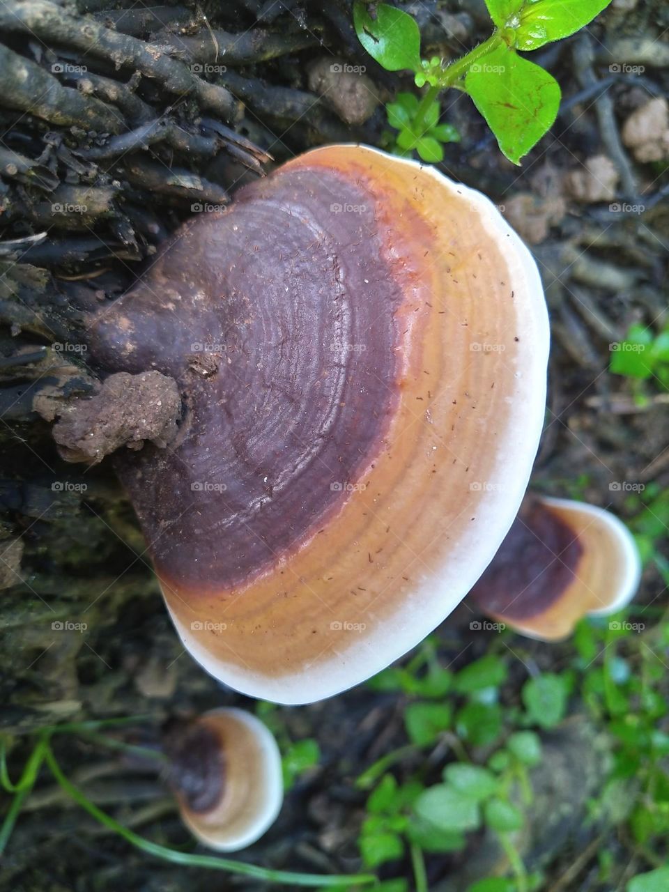 Photo of ganoderma fungus attacking the roots of an oil palm tree