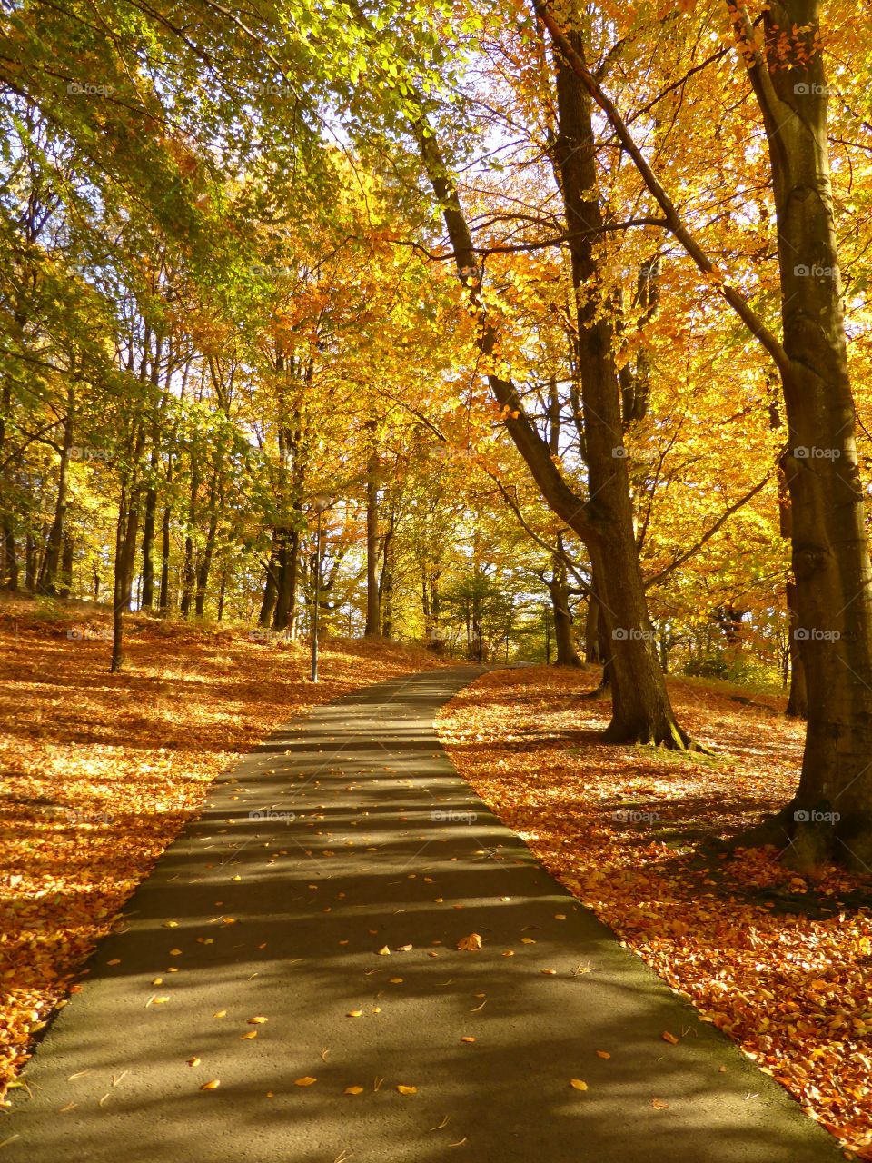 Empty road in forest at autumn