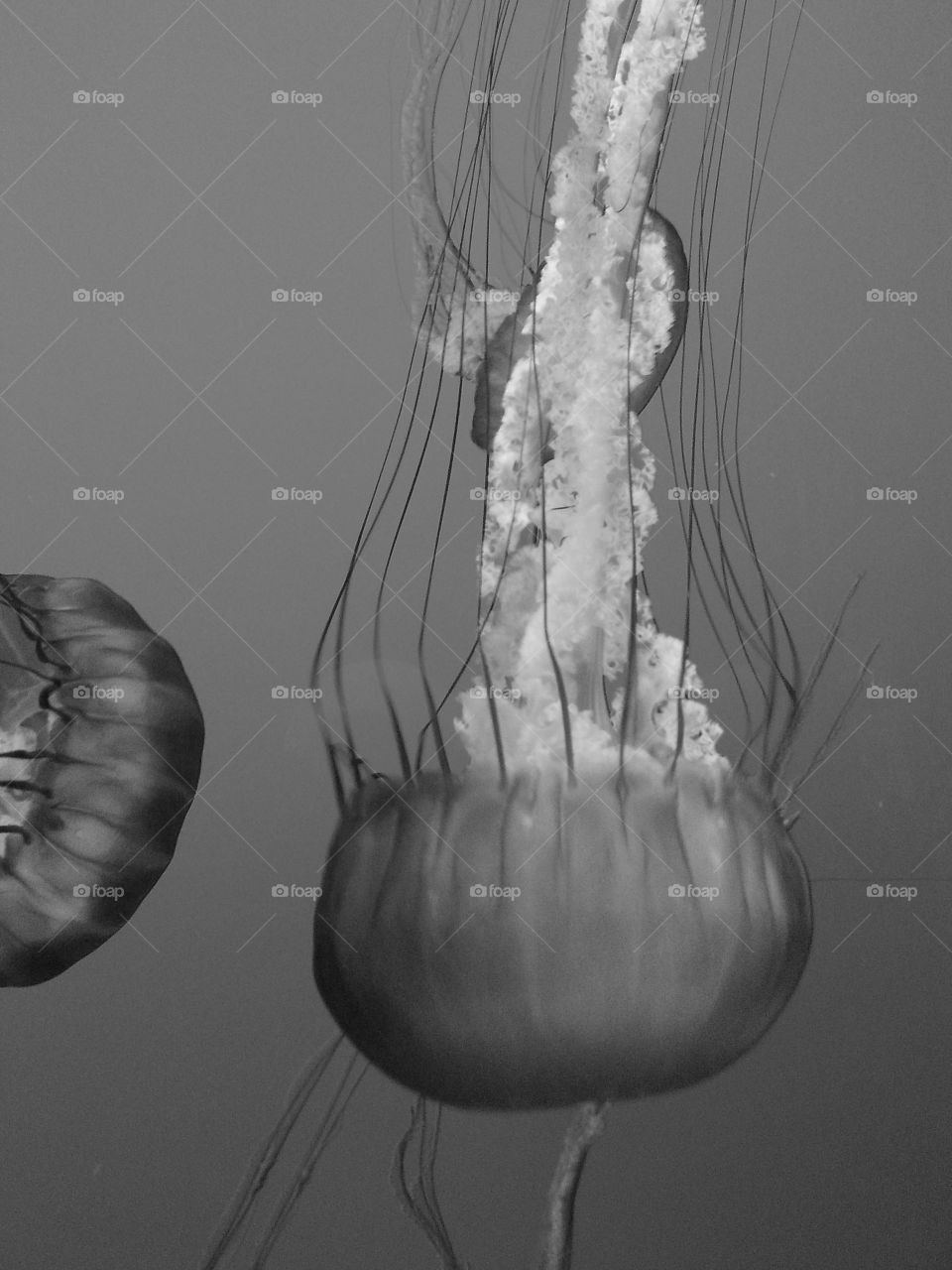 jellyfish black and white