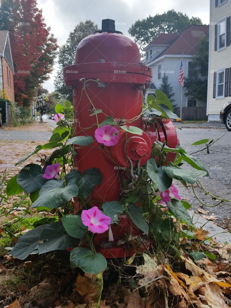 flowered fire hydrant