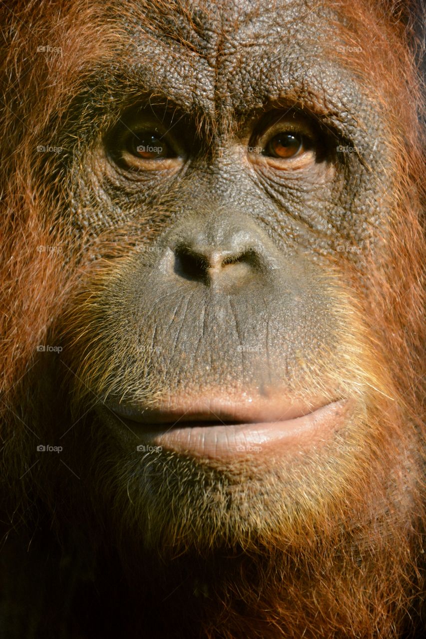 the face of one orangutan