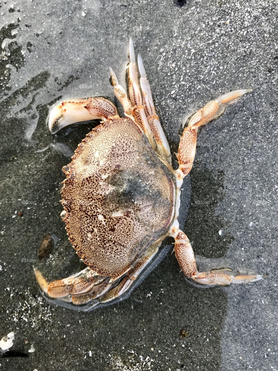 Orange Pacific Ocean crab washed up on Tofino, BC sandy beach during high tide.