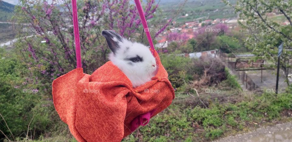 Just having a walk with my bunny 🐰