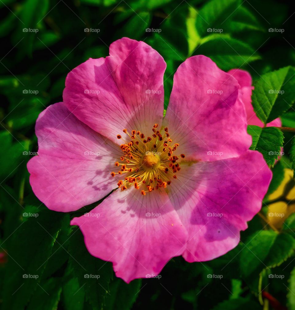 A beautiful pink flower—taken in Ludington, Michigan 