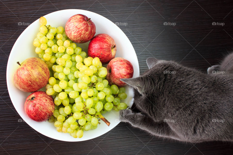 Cat near fruit plate