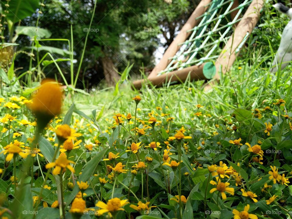 park yellow flowers