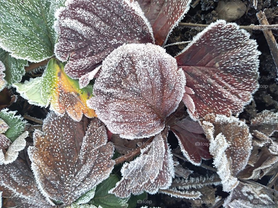 frozen dead leafs