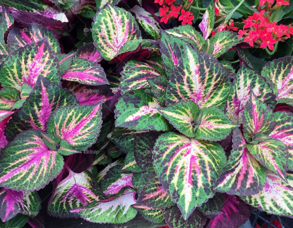 Colorful leaves of coleus plants