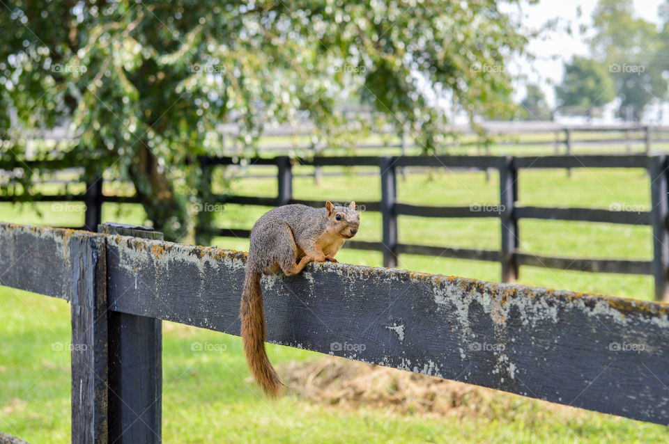 Squirrel on a rustic wooden fence in a field