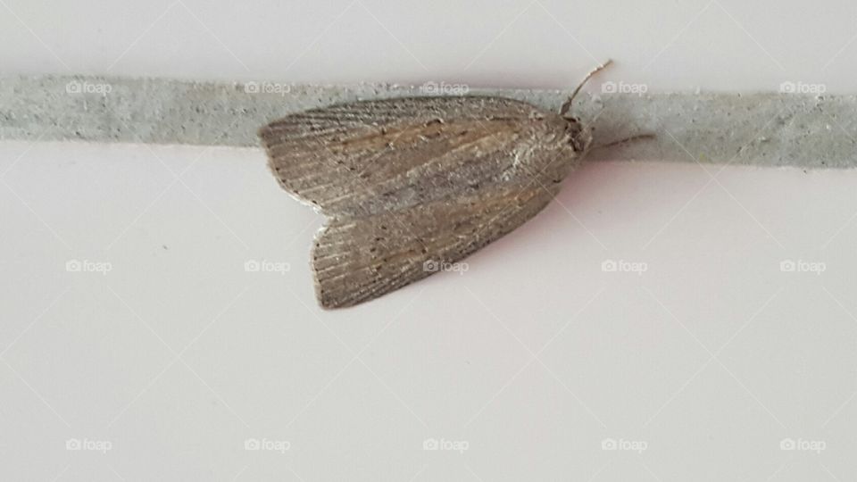 moth