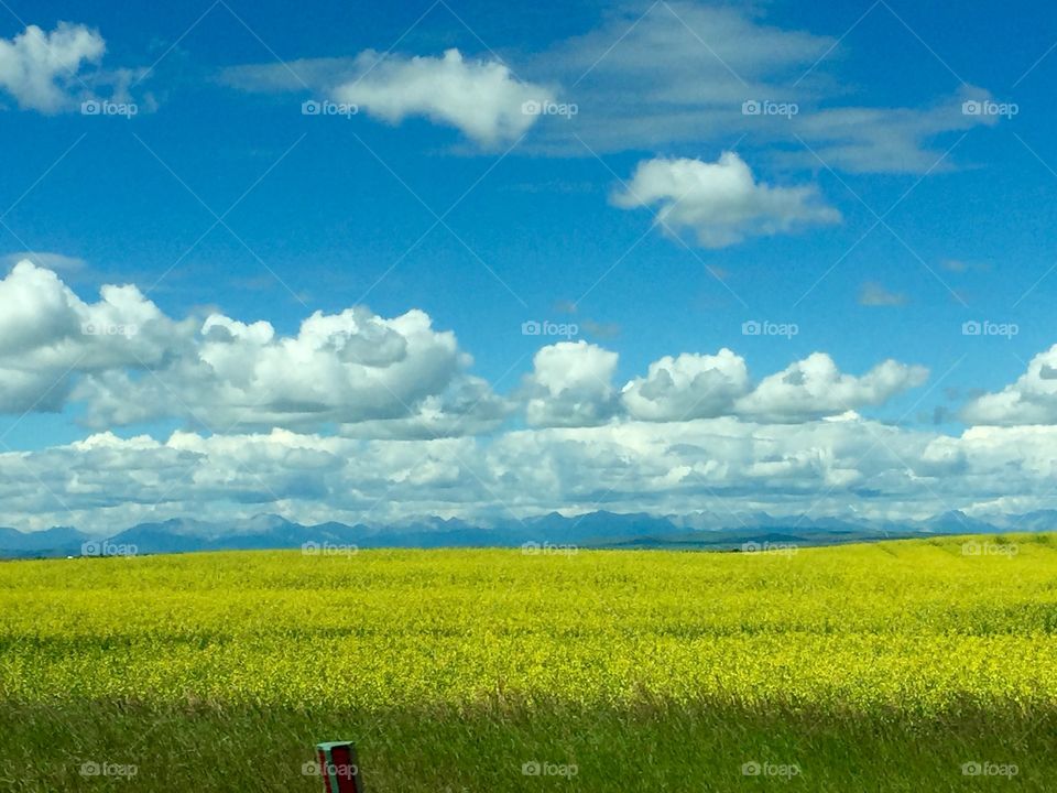 Alberta landscape 
