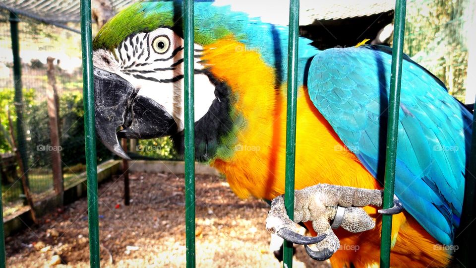 Big colorful parrot 