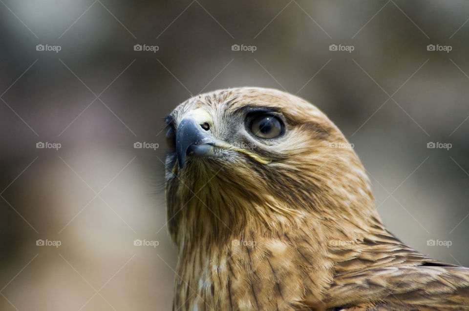 Falcon