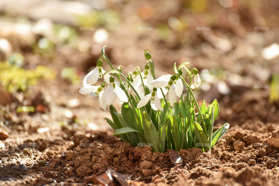 Little snowdrops