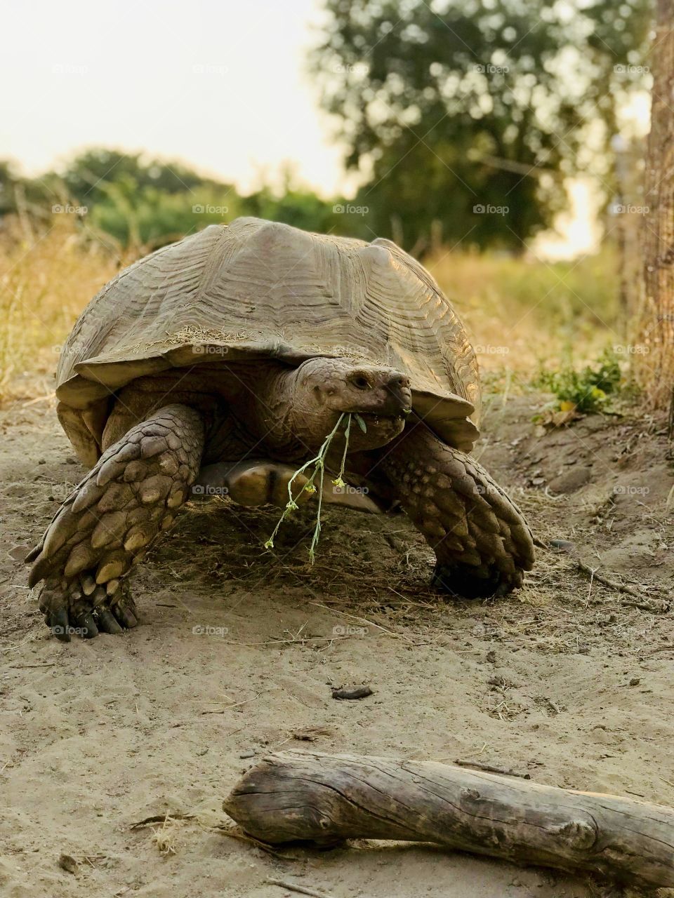 Yes I like you too turtle, you can keep your flowers for a dessert later. 