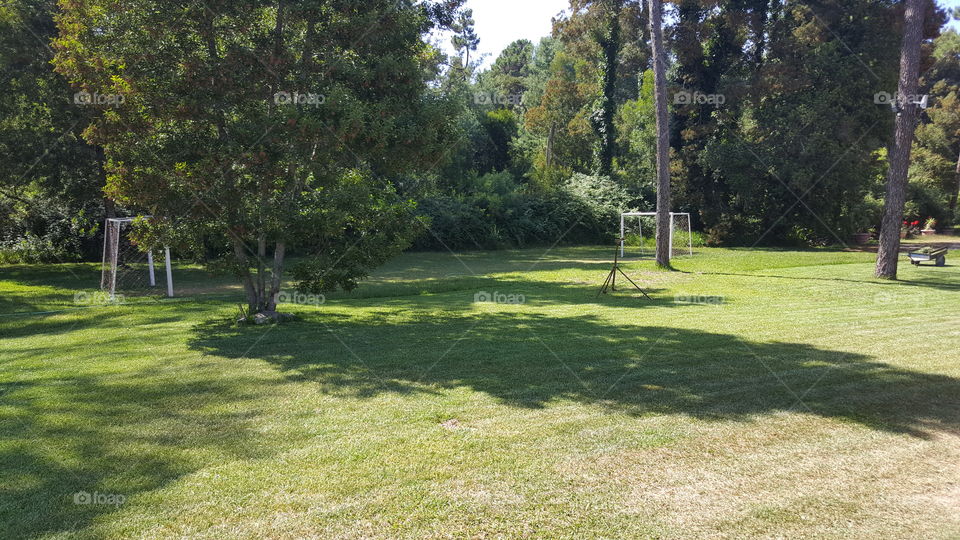 Grass, Tree, Lawn, Landscape, Golf
