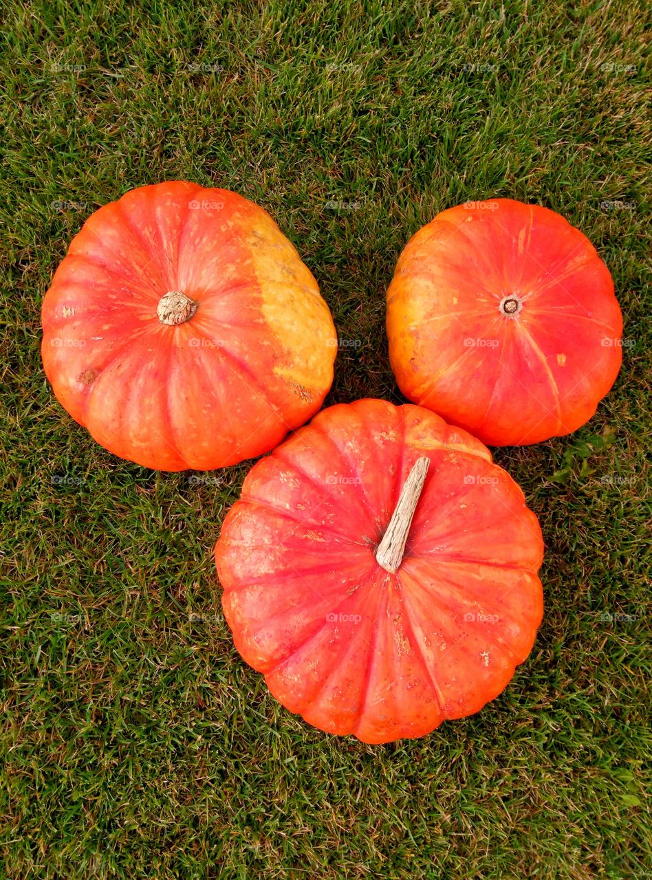 pumpkin time, autumn season