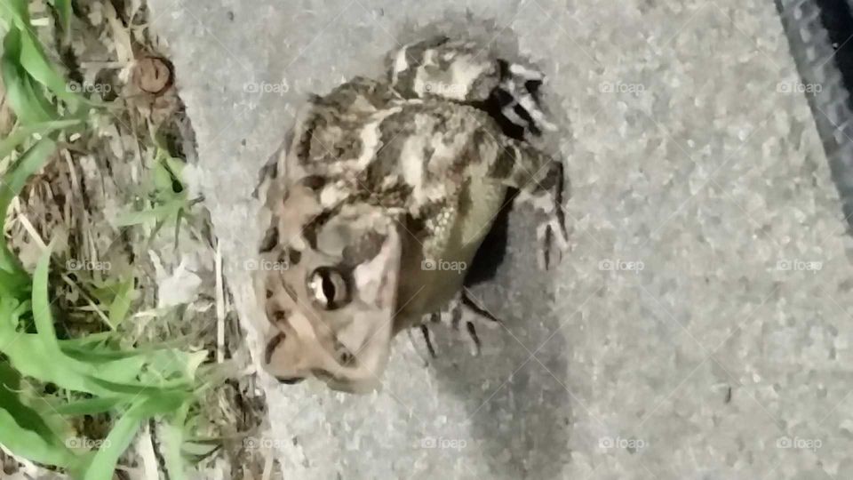 Frog