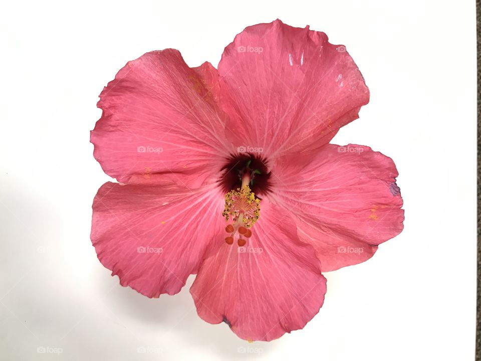 Hibiscus on white