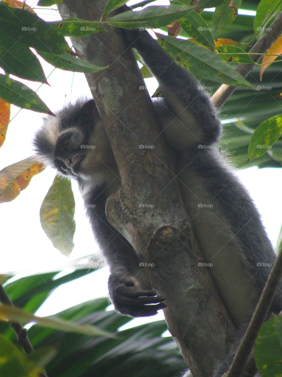 Indonesian monkey
