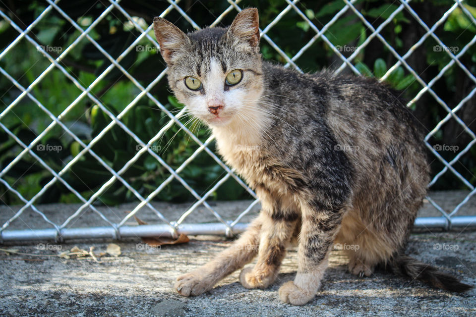 A cat near a White fance