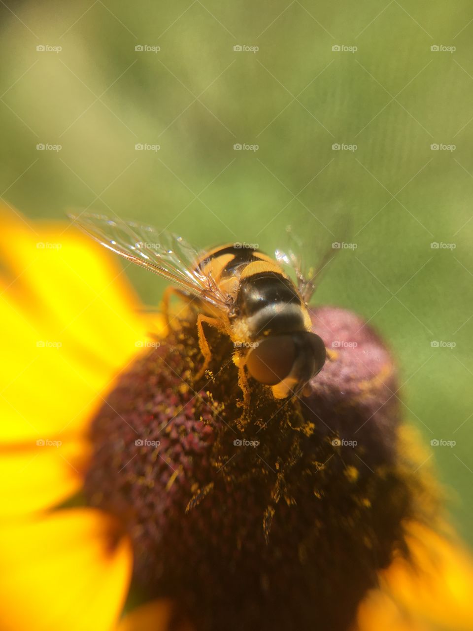 Insect on flower