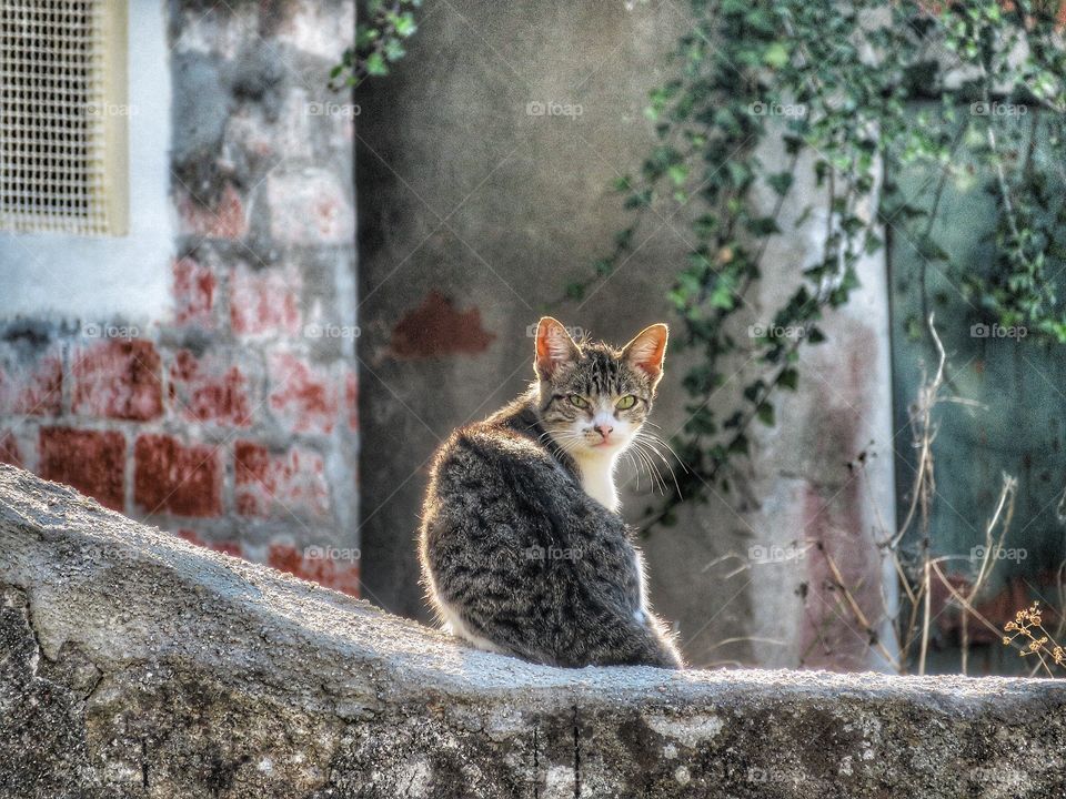 Porto cat